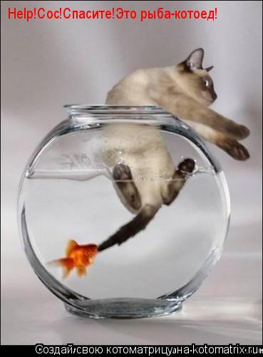 Help!Сос!Спасите!Это рыба-котоед!... Котоматрица: Help!Сос!Спасите!Это рыба-котоед!