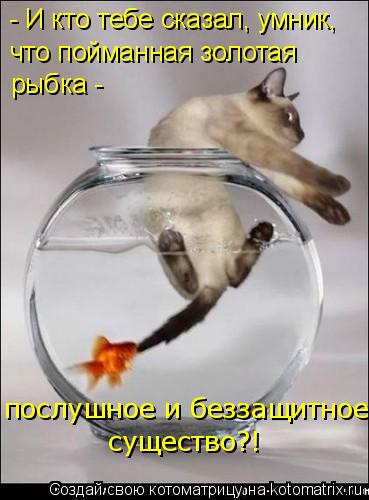 Котоматрица: - И кто тебе сказал, умник, что пойманная золотая  рыбка -  послушное и беззащитное существо?!