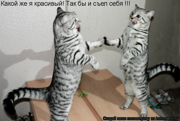 Какой же я красивый! Так бы и съел себя !!!... Котоматрица: Какой же я красивый! Так бы и съел себя !!!
