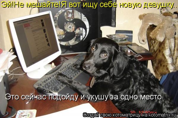 Эй!Не мешайте!Я вот ищу себе новую девушку... Это сейчас подойду и укушу за одно место... Котоматрица: Эй!Не мешайте!Я вот ищу себе новую девушку... Это сейчас подойду и укушу за одно место