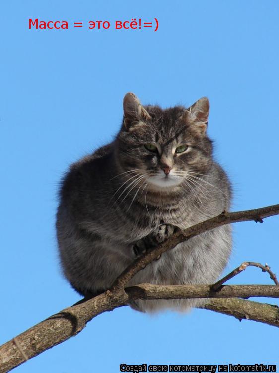 Масса = это всё!=)... Котоматрица: Масса = это всё!=)