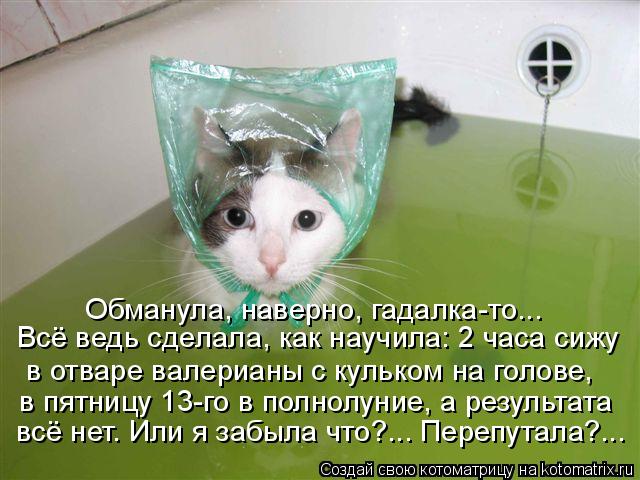 Обманула, наверно, гадалка-то... Всё ведь сделала, как научила: 2 часа сижу в отваре валерианы с кул... Котоматрица: Обманула, наверно, гадалка-то... Всё ведь сделала, как научила: 2 часа сижу в отваре валерианы с кульком на голове, в пятницу 13-го в полнолуние