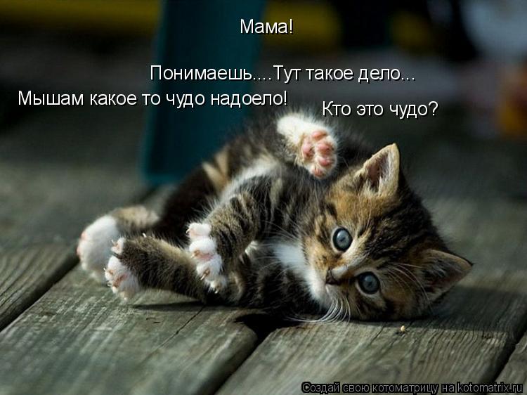Понимаешь....Тут такое дело... Мышам какое то чудо надоело! Мама! Кто это чудо?... Котоматрица: Понимаешь....Тут такое дело... Мышам какое то чудо надоело! Мама! Кто это чудо?