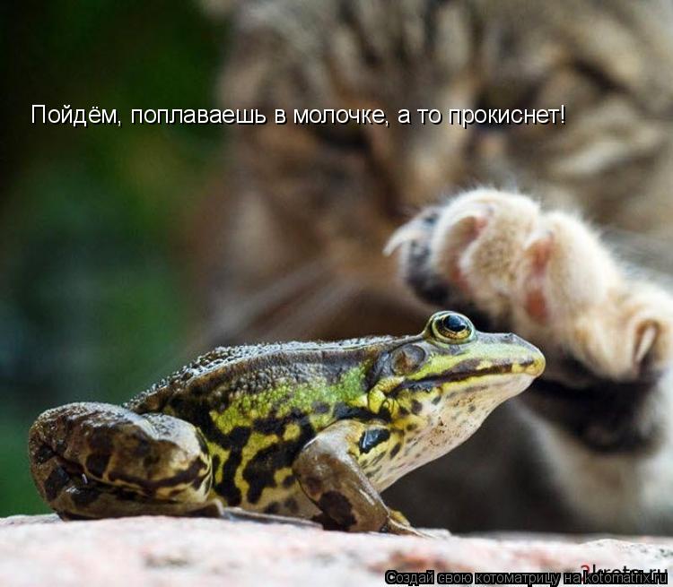 Пойдём, поплаваешь в молочке, а то прокиснет!... Котоматрица: Пойдём, поплаваешь в молочке, а то прокиснет!