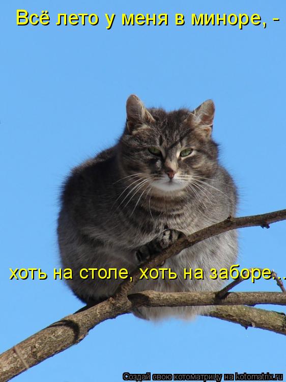 Всё лето у меня в миноре, - хоть на столе, хоть на заборе...... Котоматрица: Всё лето у меня в миноре, - хоть на столе, хоть на заборе...