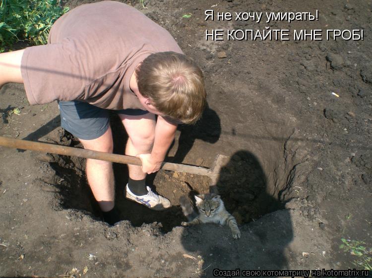 Я не хочу умирать! НЕ КОПАЙТЕ МНЕ ГРОБ!... Котоматрица: Я не хочу умирать! НЕ КОПАЙТЕ МНЕ ГРОБ!