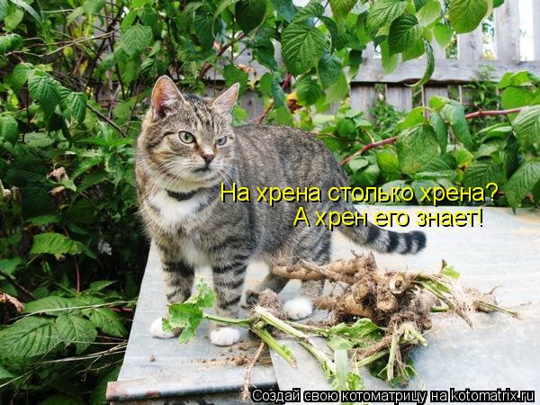На хрена столько хрена? А хрен его знает!... Котоматрица: На хрена столько хрена? А хрен его знает!
