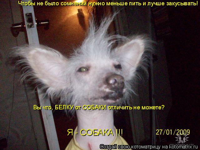 Чтобы не было сомнений нужно меньше пить и лучше закусывать! Вы что, БЕЛКУ от СОБАКИ отличить не може... Котоматрица: Чтобы не было сомнений нужно меньше пить и лучше закусывать! Вы что, БЕЛКУ от СОБАКИ отличить не можете? Я - СОБАКА !!!