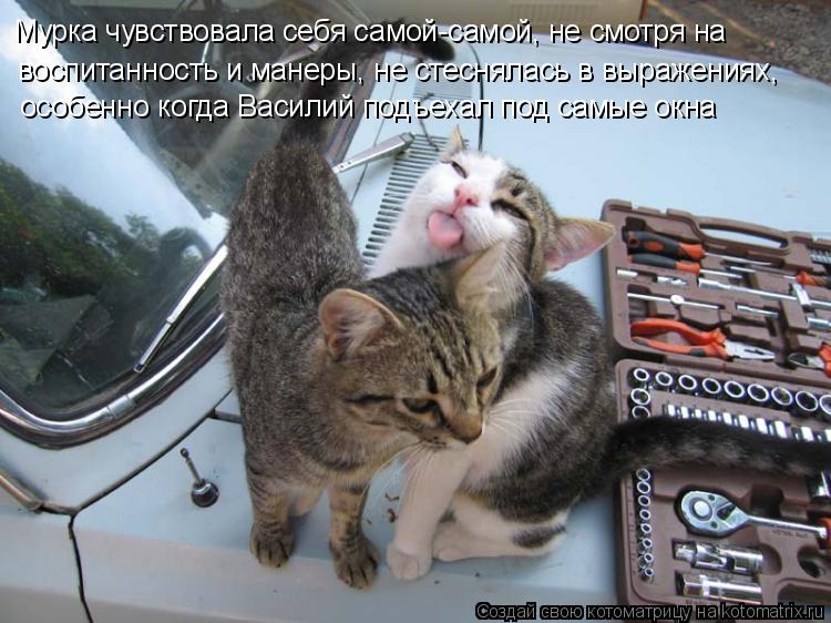 Мурка чувствовала себя самой-самой, не смотря на воспитанность и манеры, не стеснялась в выражениях, ... Котоматрица: Мурка чувствовала себя самой-самой, не смотря на воспитанность и манеры, не стеснялась в выражениях, особенно когда Василий подъехал под са