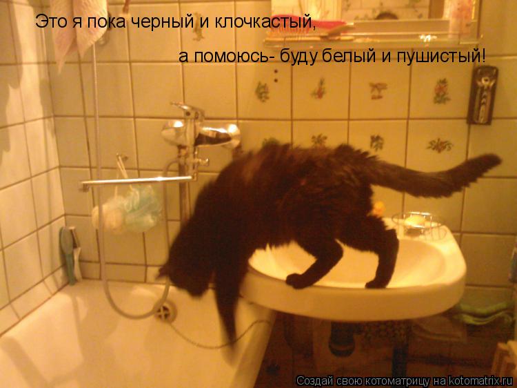 Это я пока черный и клочкастый, а помоюсь- буду белый и пушистый!... Котоматрица: Это я пока черный и клочкастый, а помоюсь- буду белый и пушистый!