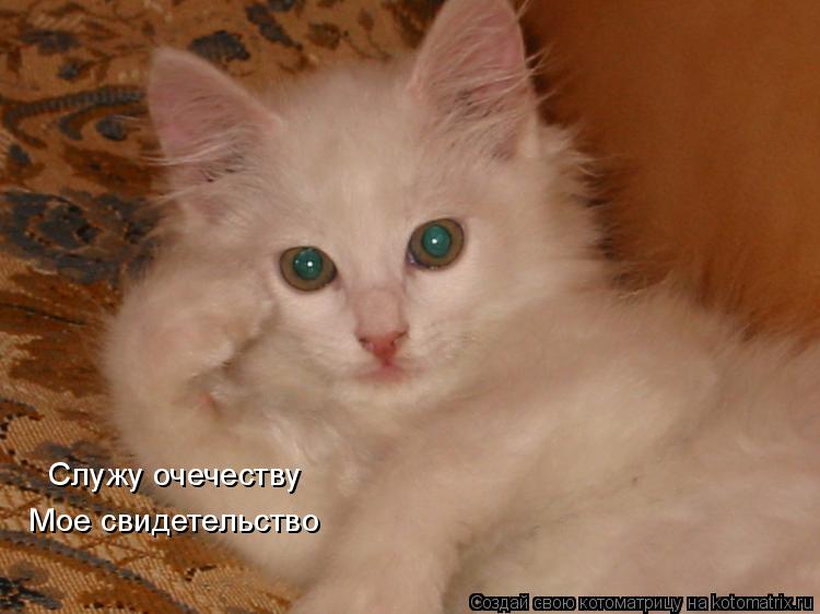 Служу очечеству Мое свидетельство... Котоматрица: Служу очечеству Мое свидетельство