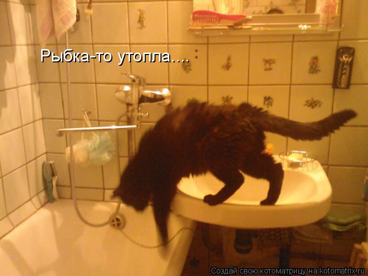 Рыбка-то утопла....... Котоматрица: Рыбка-то утопла....