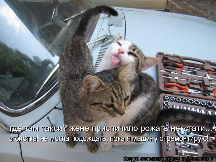 где там такси? жене приспичило рожать некстати... эгоистка! не могла подождать, пока я машину отремон... Котоматрица: где там такси? жене приспичило рожать некстати... эгоистка! не могла подождать, пока я машину отремонтирую! эгоистка! не могла подождать, пок