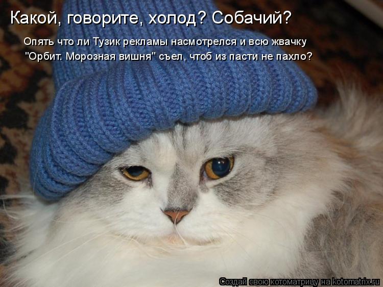 Какой, говорите, холод? Собачий? Опять что ли Тузик рекламы насмотрелся и всю жвачку "Орбит. Морозная... Котоматрица: Какой, говорите, холод? Собачий? Опять что ли Тузик рекламы насмотрелся и всю жвачку "Орбит. Морозная вишня" съел, чтоб из пасти не пахло?