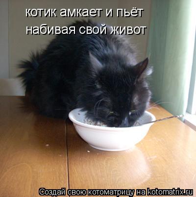 котик амкает и пьёт набивая свой живот... Котоматрица: котик амкает и пьёт набивая свой живот