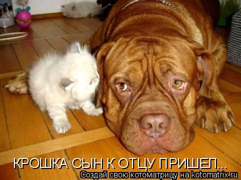 КРОШКА СЫН К ОТЦУ ПРИШЕЛ...... Котоматрица: КРОШКА СЫН К ОТЦУ ПРИШЕЛ...