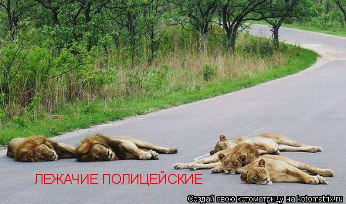 ЛЕЖАЧИЕ ПОЛИЦЕЙСКИЕ... Котоматрица: ЛЕЖАЧИЕ ПОЛИЦЕЙСКИЕ