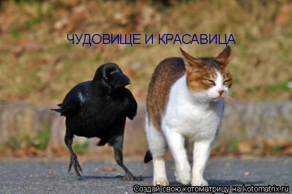 ЧУДОВИЩЕ И КРАСАВИЦА... Котоматрица: ЧУДОВИЩЕ И КРАСАВИЦА