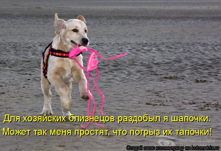 Для хозяйских близнецов раздобыл я шапочки. Может так меня простят, что погрыз их тапочки!... Котоматрица: Для хозяйских близнецов раздобыл я шапочки. Может так меня простят, что погрыз их тапочки!