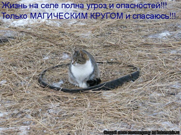 Жизнь на селе полна угроз и опасностей!!! Только МАГИЧЕСКИМ КРУГОМ и спасаюсь!!!... Котоматрица: Жизнь на селе полна угроз и опасностей!!! Только МАГИЧЕСКИМ КРУГОМ и спасаюсь!!!