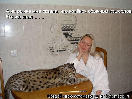 А на рынке мне скзали, что котёнок обычный крысолов. Кто же знал........... Котоматрица: А на рынке мне скзали, что котёнок обычный крысолов. Кто же знал........