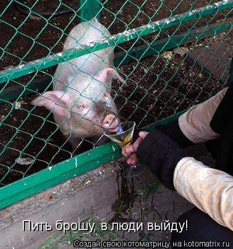 Пить брошу, в люди выйду!... Котоматрица: Пить брошу, в люди выйду!