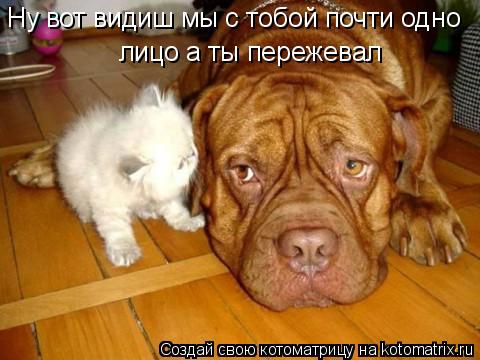 Ну вот видиш мы с тобой почти одно лицо а ты пережевал... Котоматрица: Ну вот видиш мы с тобой почти одно лицо а ты пережевал