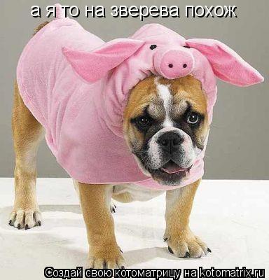 а я то на зверева похож... Котоматрица: а я то на зверева похож