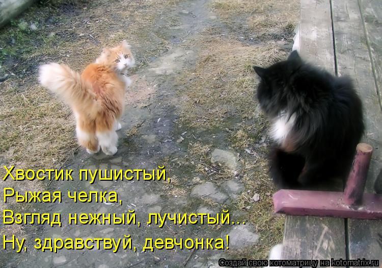 Хвостик пушистый, Рыжая челка, Взгляд нежный, лучистый... Ну, здравствуй, девчонка!... Котоматрица: Хвостик пушистый, Рыжая челка, Взгляд нежный, лучистый... Ну, здравствуй, девчонка!