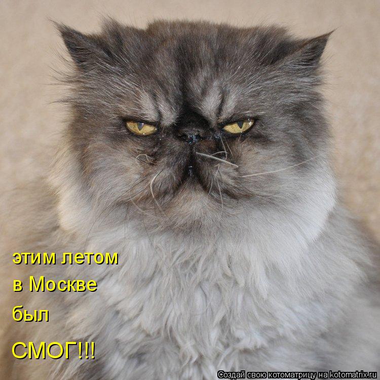 этим летом в Москве был СМОГ!!!... Котоматрица: этим летом в Москве был СМОГ!!!