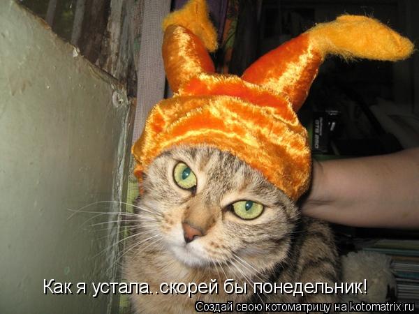 Как я устала..скорей бы понедельник!... Котоматрица: Как я устала..скорей бы понедельник!