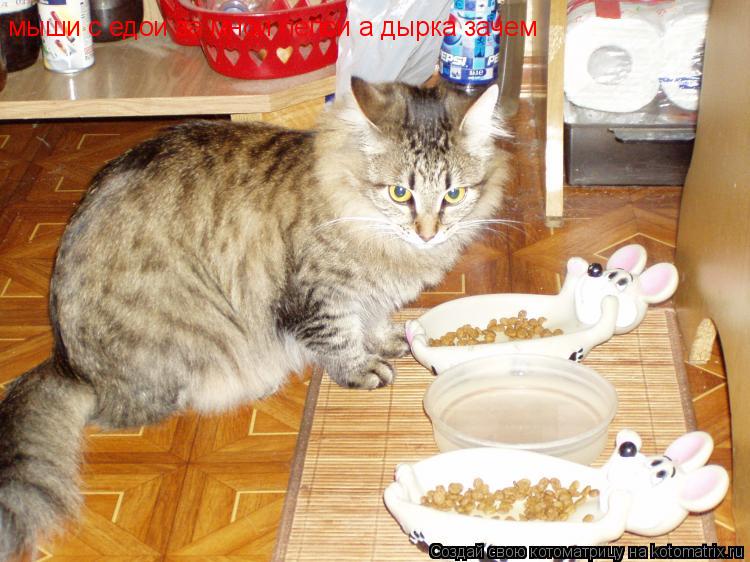 мыши с едои за мнои пепси а дырка зачем... Котоматрица: мыши с едои за мнои пепси а дырка зачем