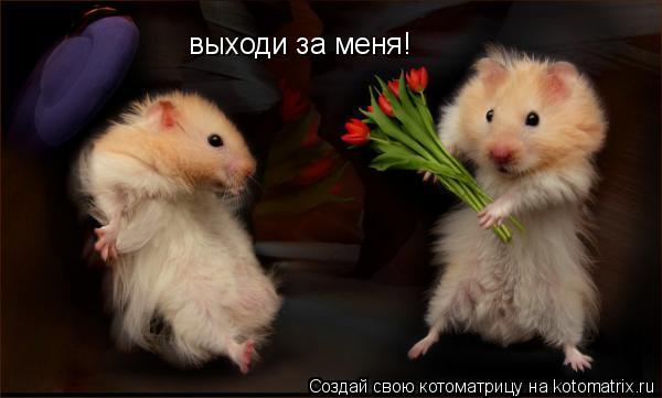 выходи за меня!... Котоматрица: выходи за меня!