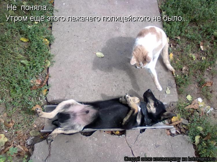 Не поняла... Утром ещё этого лежачего полицейского не было...... Котоматрица: Не поняла... Утром ещё этого лежачего полицейского не было...