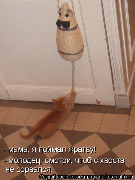 - молодец, смотри, чтоб с хвоста не сорвался. - мама, я поймал жратву!... Котоматрица: - молодец, смотри, чтоб с хвоста не сорвался. - мама, я поймал жратву!