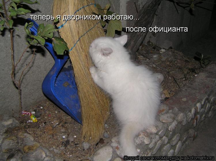теперь я дворником работаю... после официанта... Котоматрица: теперь я дворником работаю... после официанта