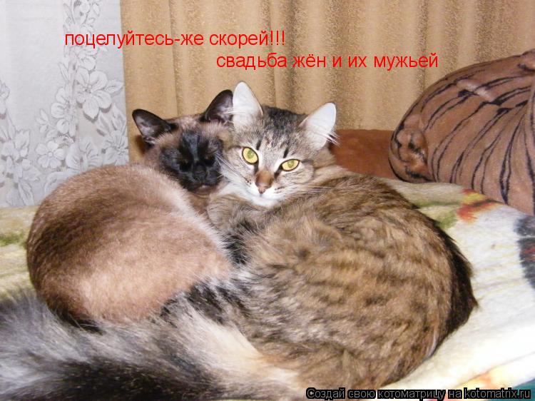 поцелуйтесь-же скорей!!! свадьба жён и их мужьей... Котоматрица: поцелуйтесь-же скорей!!! свадьба жён и их мужьей