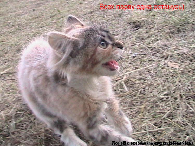 Всех парву одна останусь)... Котоматрица: Всех парву одна останусь)