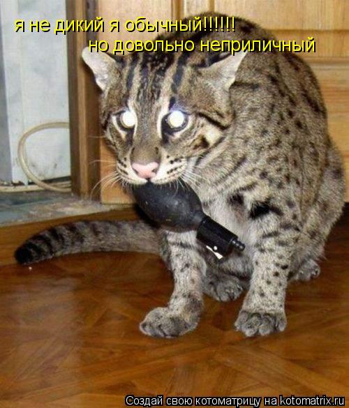 я не дикий я обычный!!!!!! но довольно неприличный... Котоматрица: я не дикий я обычный!!!!!! но довольно неприличный