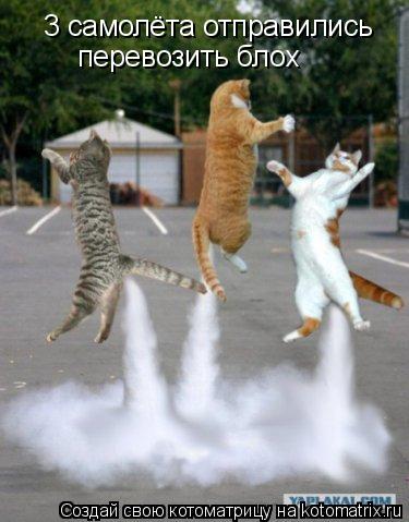 3 самолёта отправились перевозить блох... Котоматрица: 3 самолёта отправились перевозить блох