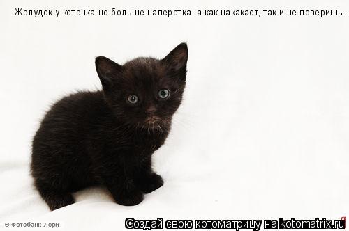 Желудок у котенка не больше наперстка, а как накакает, так и не поверишь...... Котоматрица: Желудок у котенка не больше наперстка, а как накакает, так и не поверишь...