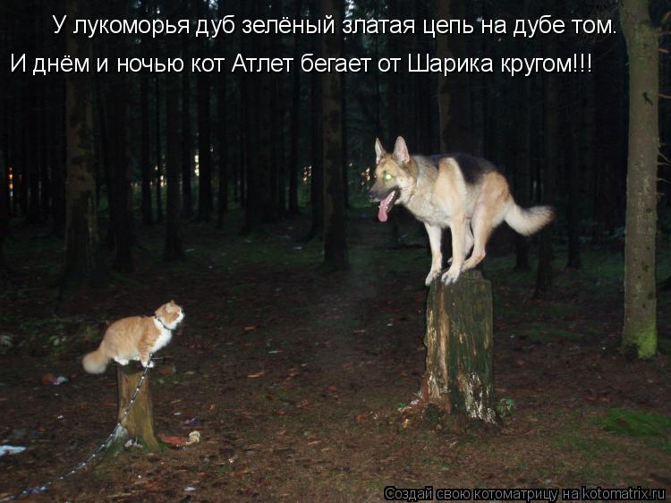 Котоматрица: У лукоморья дуб зелёный златая цепь на дубе том. И днём и ночью кот Атлет бегает от Шарика кругом!!!