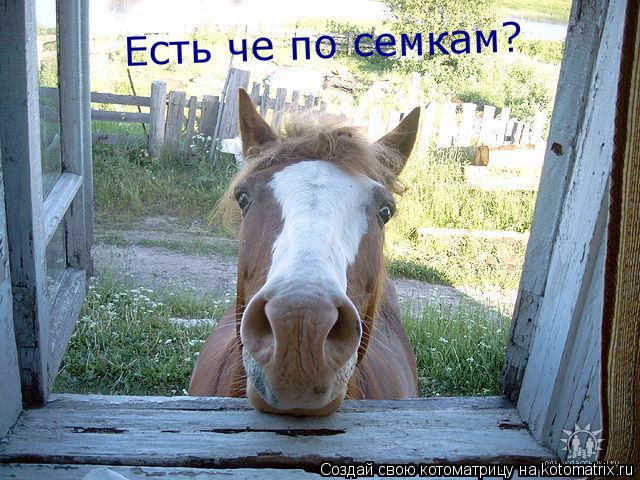 Котоматрица: Есть че по семкам?