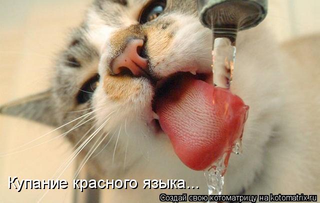 Котоматрица: Купание красного языка...