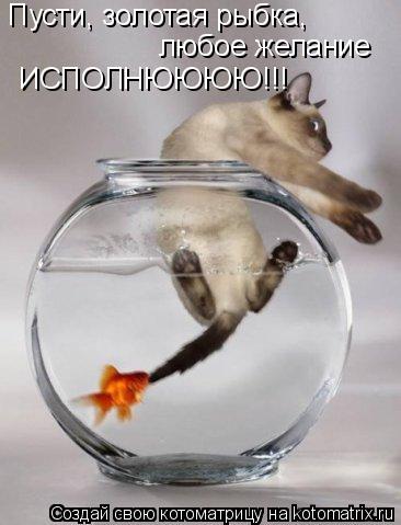 Котоматрица: Пусти, золотая рыбка,  Пусти, золотая рыбка,  любое желание исполнюююю!!!!! любое желание  ИСПОЛНЮЮЮЮ!!!