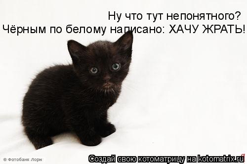 Котоматрица: Ну что тут непонятного? Ну что тут непонятного? Чёрным по белому написано: ХАЧУ ЖРАТЬ!