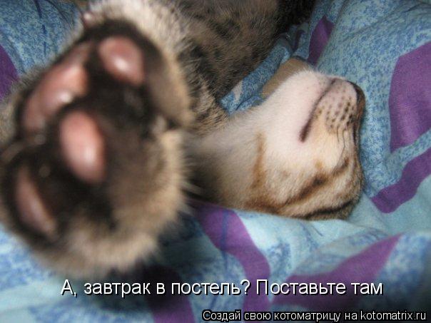 А, завтрак в постель? Поставьте там... Котоматрица: А, завтрак в постель? Поставьте там