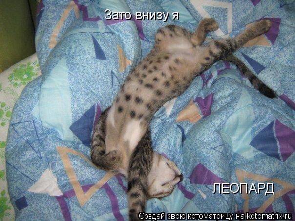 Зато внизу я ЛЕОПАРД... Котоматрица: Зато внизу я ЛЕОПАРД
