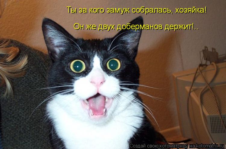 Ты за кого замуж собралась, хозяйка! Он же двух доберманов держит!..... Котоматрица: Ты за кого замуж собралась, хозяйка! Он же двух доберманов держит!..