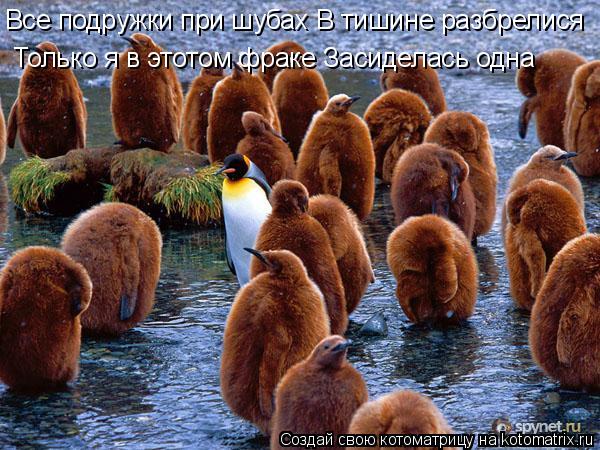 Все подружки при шубах В тишине разбрелися Только я в этотом фраке Засиделась одна... Котоматрица: Все подружки при шубах В тишине разбрелися Только я в этотом фраке Засиделась одна